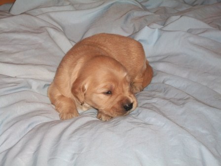 Picture of Camo Green 4